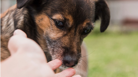 Como fazer o resgate de animais abandonados?