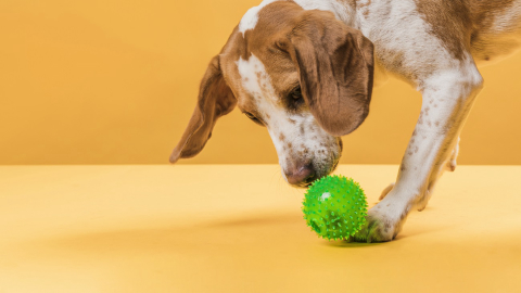 O que é o enriquecimento ambiental e como aplicá-lo para cães e gatos?