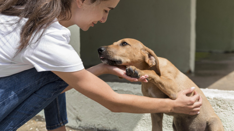 Feira em Curitiba promove adoção de cães resgatados das enchentes no RS