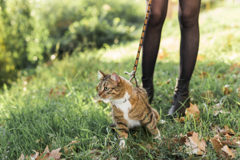 Benefícios e cuidados para o passeio com os pets