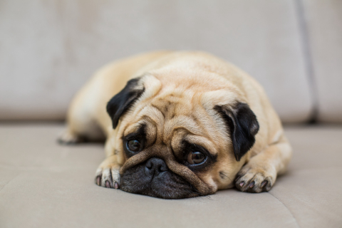 6 sinais de que seu pet pode estar com dor