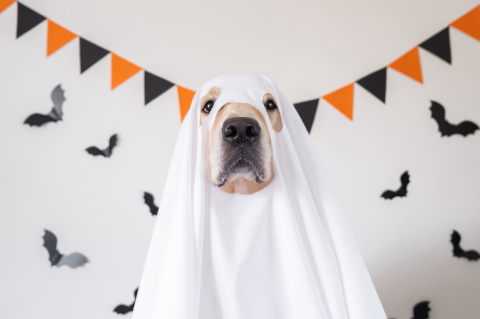 Shopping Crystal promove encontro assustador de pets no Halloween