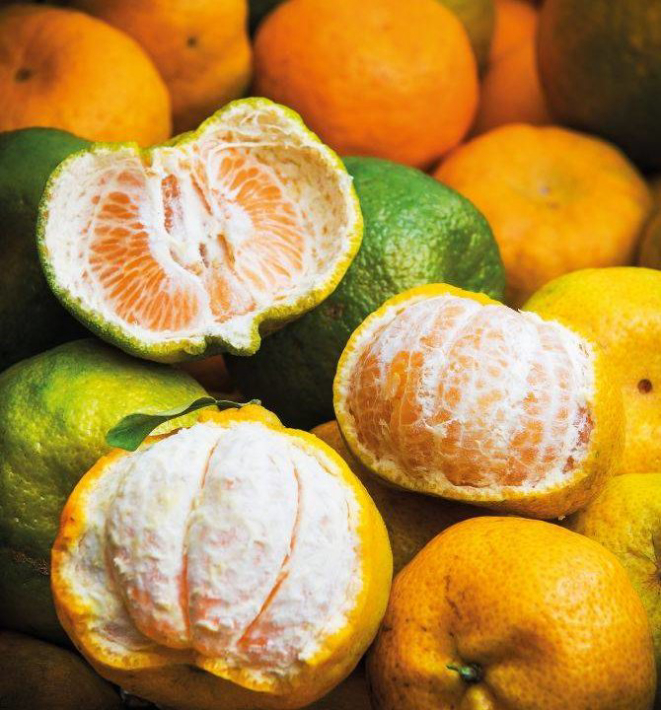 A ponkan é mais comum das tangerinas: tem a casca mais grossa e é adocicada.