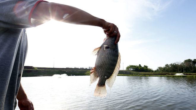 Paraná é campeão na produção de tilápia no Brasil: 34% do volume total do país.