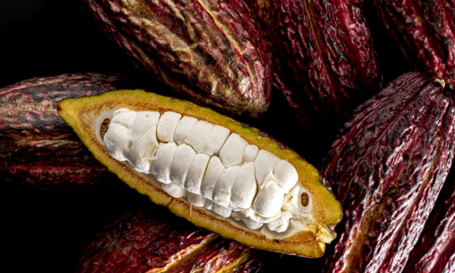 Tradicionalmente, 70% do cacau é descartado e apenas as amêndoas são transformadas em chocolate. No WholeFruit, a polpa mucilaginosa também é aproveitada.