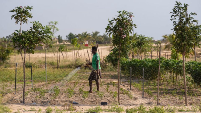 Campo de colheita em Gana, foco da iniciativa Amaati.