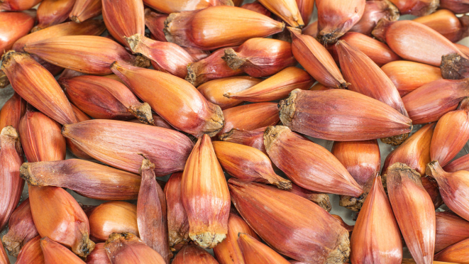 O pinhão maduro é marrom nas pontas e amarelado no restante.