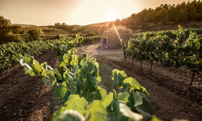 Os cavas espanhóis são produzidos a partir da mescla de três tipos de uvas brancas: Macabeo, Parellada e Xarel.