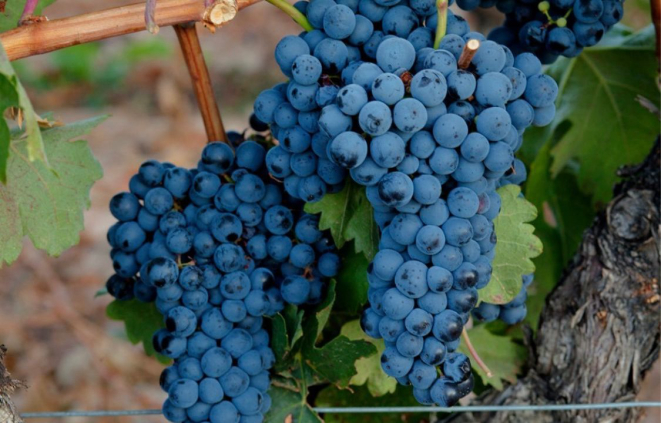 As uvas tempranillo são abundantes na Espanha, na Rioja e, também, na Ribera del Duero. Foto: Reprodução/Instagram