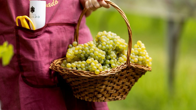 A colheita das uvas bordô começam no amanhecer na Vinícola Legado.