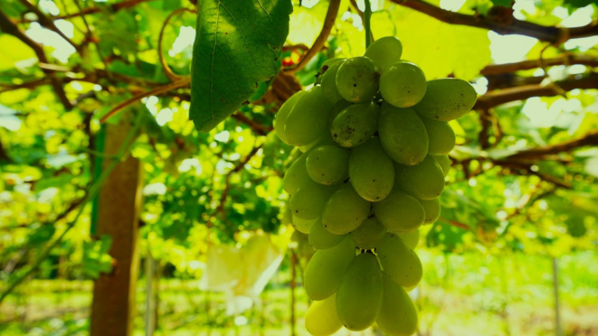 O cultivo das uvas biodinâmicas e orgânicas é muito parecido. Foto: bigstock