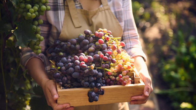 As cascas das uvas são utilizadas para fermentar as uvas, no processo de fabricação de vinho natural. Foto: bigstock