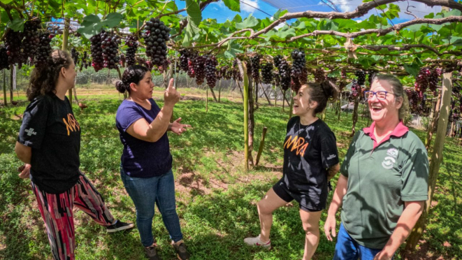 Nossa equipe nos parreirais de Marialva: trabalho árduo e, ao mesmo tempo, delicado.