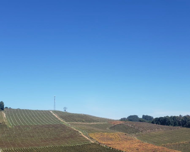 Vista da Torre Panorâmica da Miolo em Bento Gonçalves: vinhedos a perder de vista.