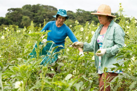Produção de orgânicos em família