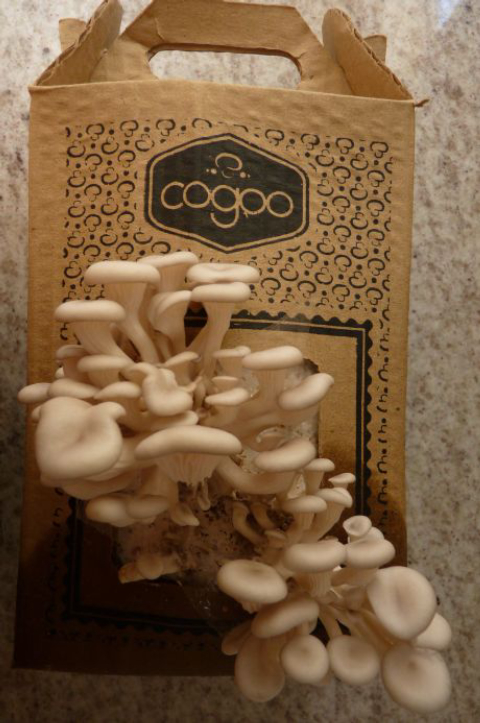 Cogumelo Shimeji branco