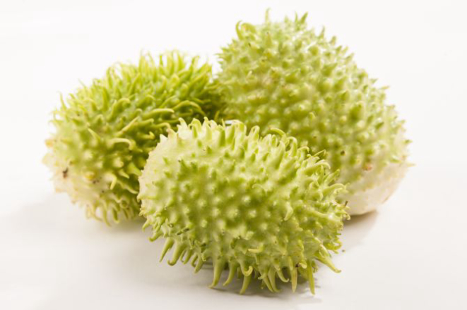 R$ 6 é a média do quilo de maxixe nas quitandas e supermercados. Foto: Fernando Zequinão