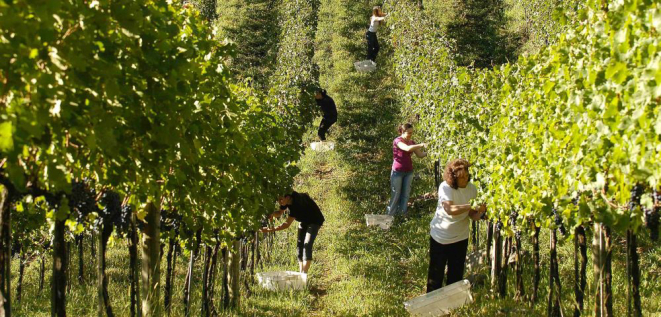 Colheita das uvas no Vale dos Vinhedos. Foto Gilmar Gomes / Divulgação.