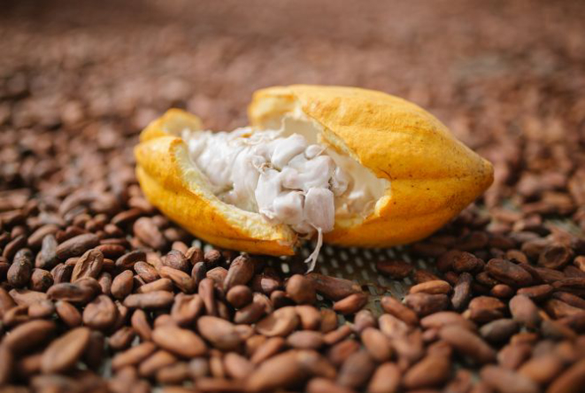 Na Costa do Cacau, no sul da Bahia, tem toda a cadeia produtiva: da semente do cacau ao chocolate fino.<br>Foto: Ana LeFoose/Divulgação