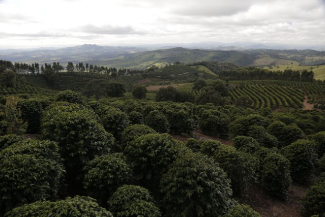 Fazenda de café na Serra da Mantiqueira, em Minas Gerais. Foto: Newton Santos/Divulgação
