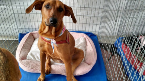 Parada Truck Concept tem 70 cães para adoção