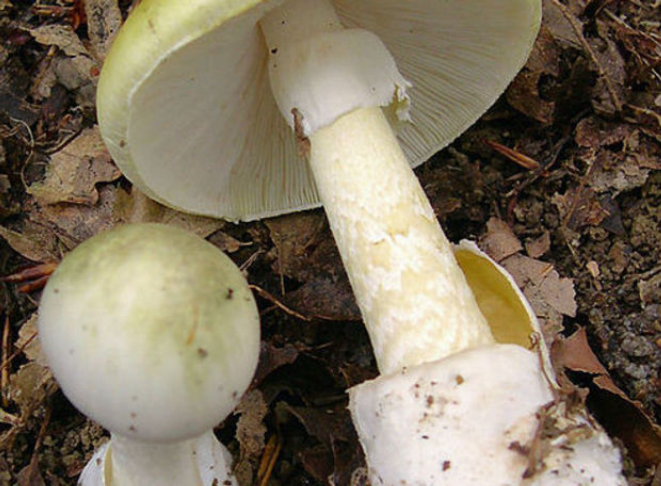 Cogumelo Amanita Phalloides, também conhecido como "Chapéu da Morte". Foto: divulgação