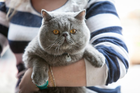 6 pets fofos que passaram pelo Parada Truck Concept