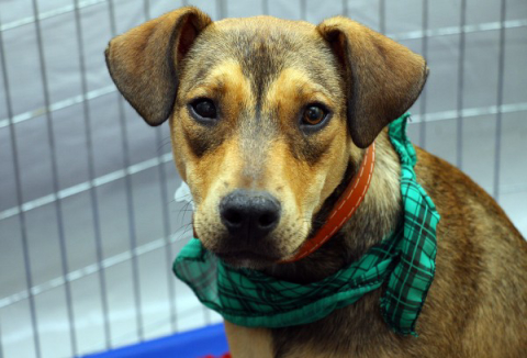 Seu cãozinho é bem-vindo no Parada Truck Concept