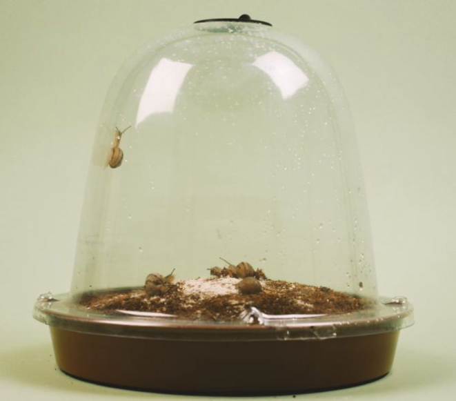 Os escargots são criados desde bebês e levam até seis meses para estarem prontos para o consumo. Foto: Divulgação