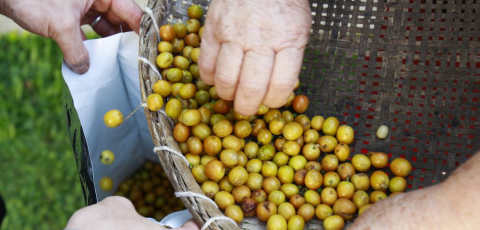 Barista colhe cafés de moradores de Curitiba para criar bebida única