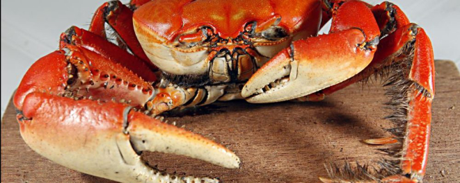 Foto: Albari Rosa / Gazeta do Povo.