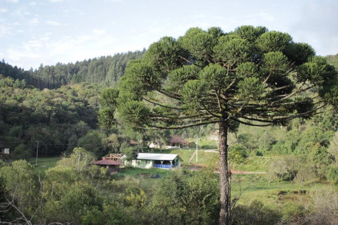 Sítio da família Marfil, em Bocaiúva do Sul. Ao fundo, o espaço onde é feito o fracionamento dos produtos que eles vendem nas feiras orgânicas e empórios especializados. Foto: Carlos Felipe Urquizar Rojas/Arquivo pessoal