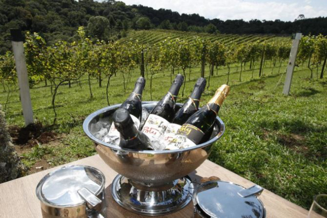 Convidados foram recebidos com espumantes produzido no local. Foto: Daniel Castellano/Gazeta do Povo.