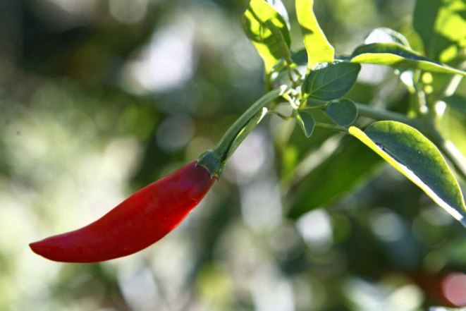 Foto: Antônio More/Gazeta do Povo