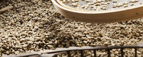 Conheça o café da Guatemala, considerado um dos melhores do mundo