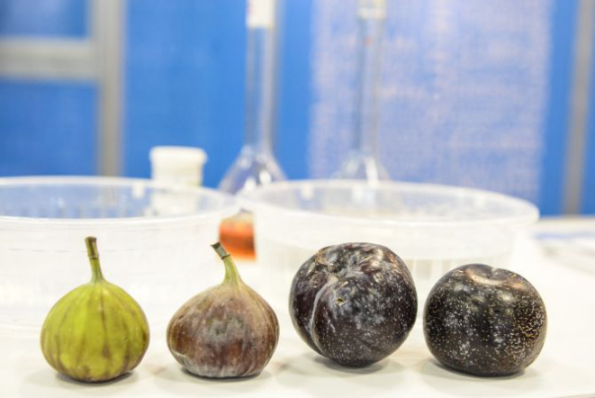 O produto da Ecolab retira a camada de cera da fruta. Nas pontas, os frutas que entraram em contato com o produto de ácido láctico. No centro, as frutas que foram higienizadas com cloro. Foto: Letícia Akemi/Gazeta do Povo