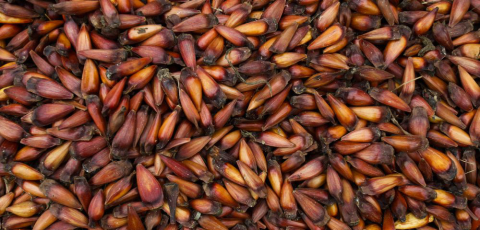 Cervejaria de Palmas vende rótulo com pinhão por R$ 18