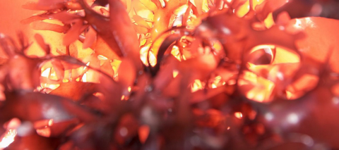 Pesquisa descobre alga com gosto e textura de bacon