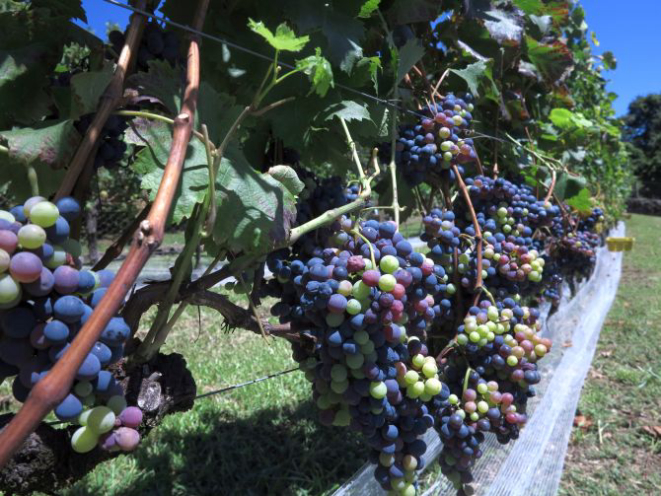 Vinhedo do Mundo tem 0,7 hectares e foi criado em 2011 com finalidade cultural. Foto: Andrea Torrente/Gazeta do Povo.