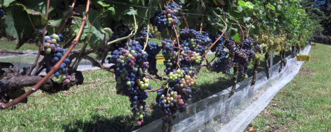 Vinícola brasileira produz vinho experimental com mais de 50 tipos de uva