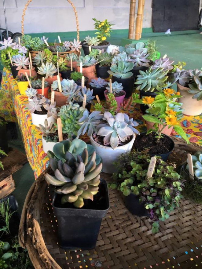 A Feira de Orgânicos também conta com flores e plantas ornamentais. Foto: Divulgação.