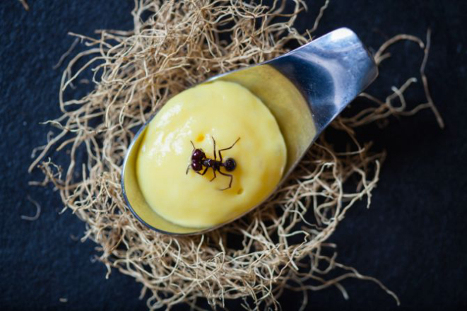 Entrada do Restaurante Banzeiro: formiga saúva no creme de mandioquinha. Foto: Divulgação