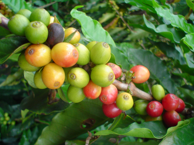 Café de Popayan, na Colômbia. Foto: Divulgação.