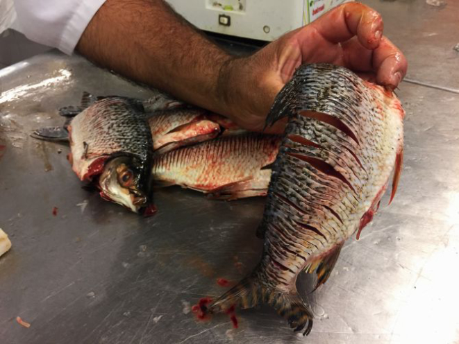 Peixeiro mostra o jaraqui "ticado": corta-se inúmeras vezes a lateral do peixe para cortar as espinhas finas. Foto: Flávia Schiochet/Arquivo pessoal