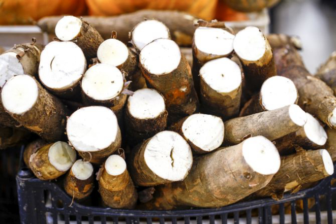 O recomendável é comprar mandioca de maio a agosto, quando ela está menos aguada. Foto: André Rodrigues/Gazeta do Povo