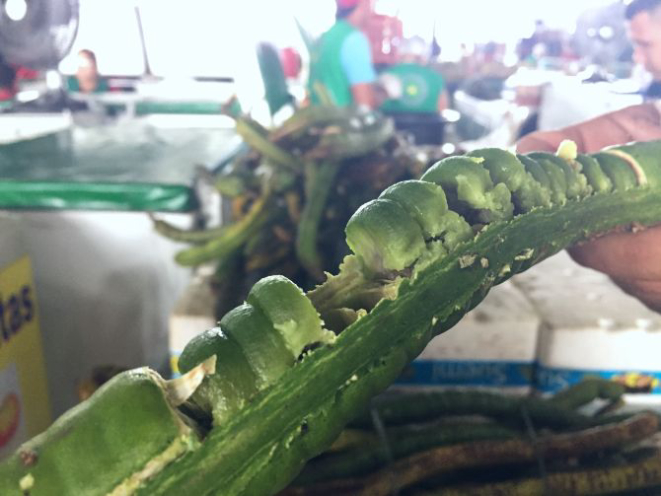 Mari-mari, um fruto chamado de "drops da selva" por sua casca parecer a embalagem de uma bala. Foto: Flávia Schiochet/Arquivo pessoal