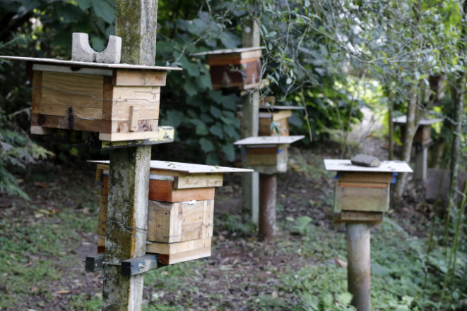 Produção de mel em Mandirituba, região metropolitana de Curitiba. Foto: Pedro Serapio/Gazeta do Povo.