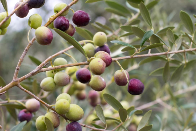 Arbequina, plantada na Campanha Gaúcha pela Prosperato. Foto: Divulgação