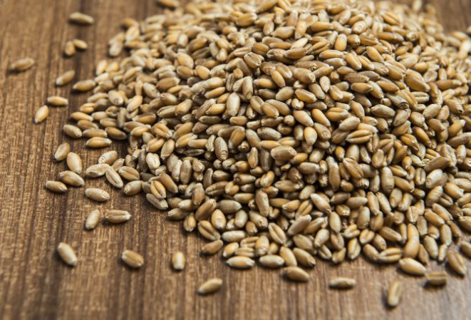 O trigo em grão é um grão saudável, que pode ser utilizado em diversas receitas.