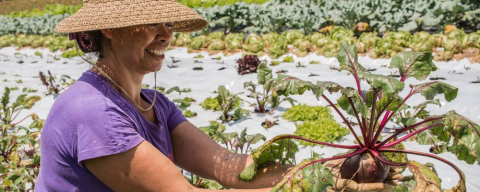 Estrada da Graciosa tem galinhada com polenta e linguiça na brasa